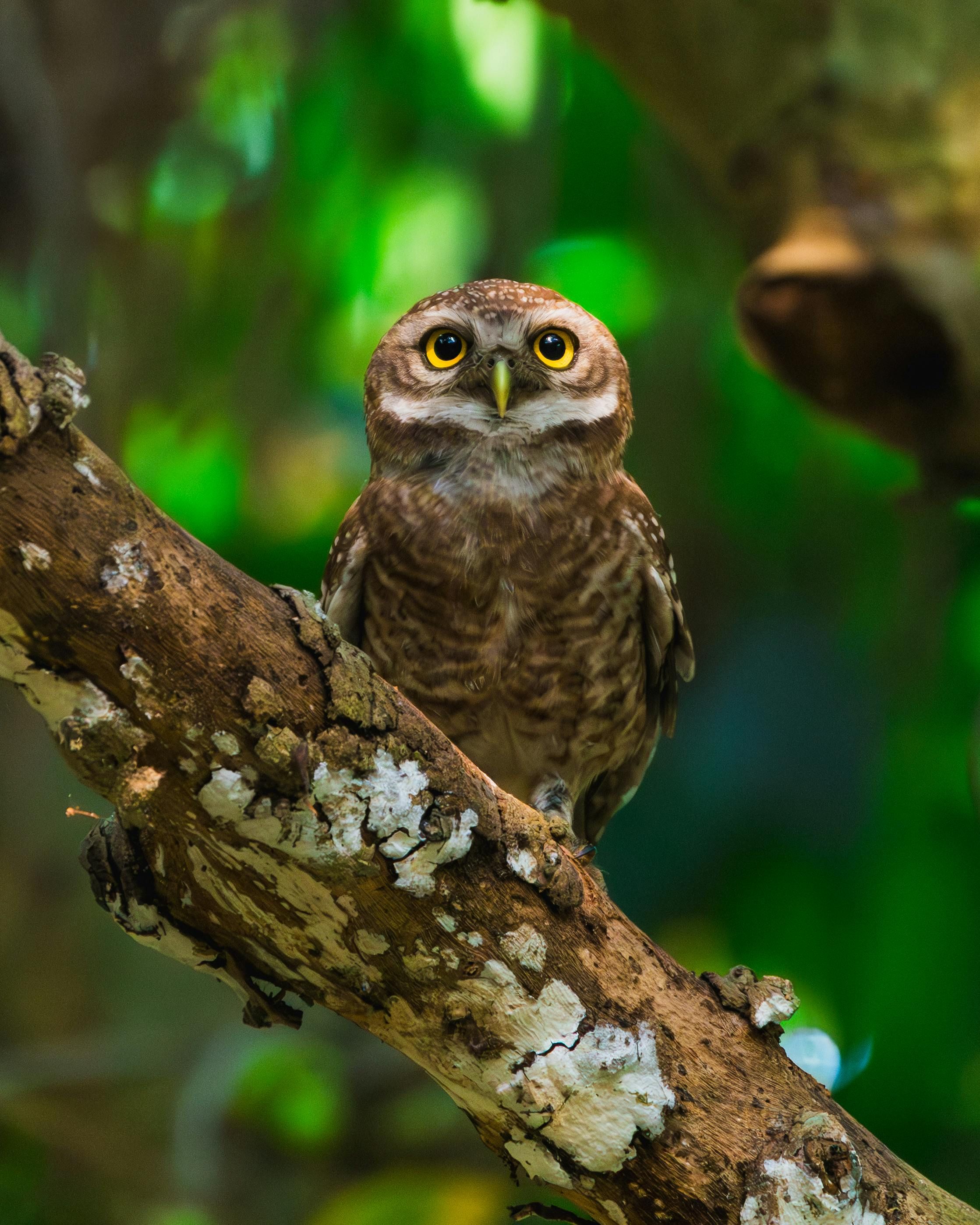 Foto van uil in het bos